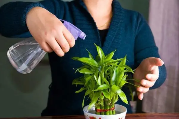 Spray Your Plants
