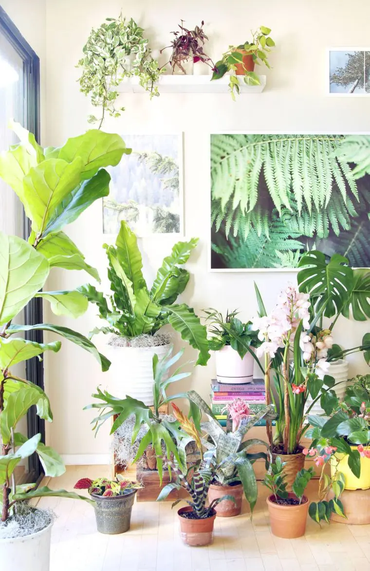 Indoor Plants