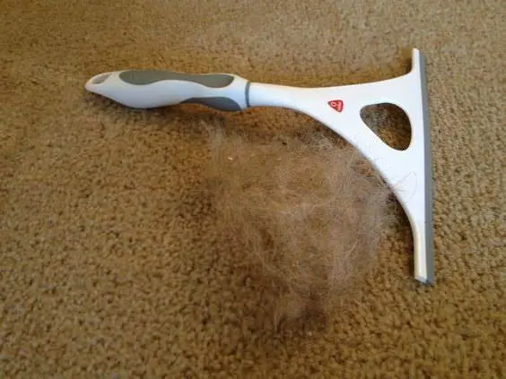 pet hair in carpet