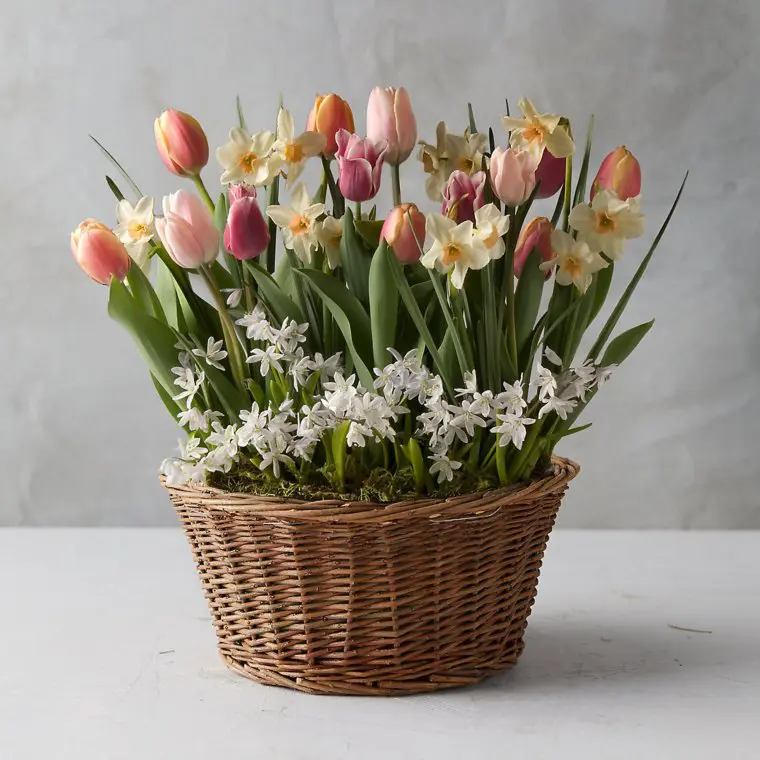 Basket of Tulips