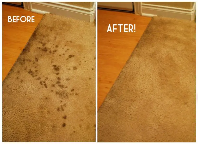 Carpet Clean-Up