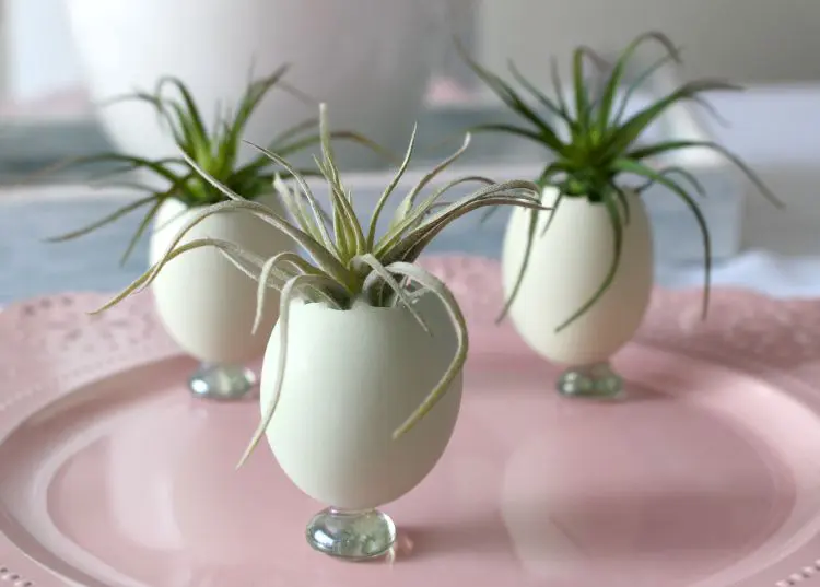 Egg Shell Planters