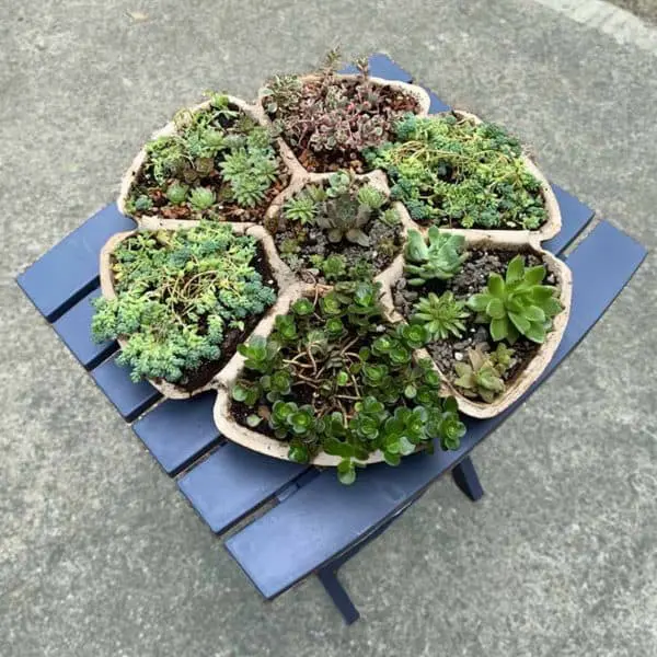 Multi-Compartment Succulent holder