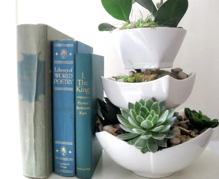 Succulent Display Bowls