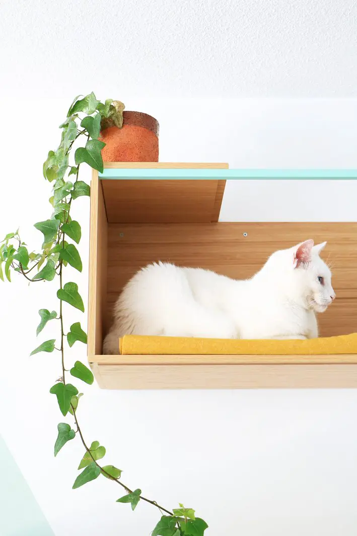 wall-mounted cat shelf