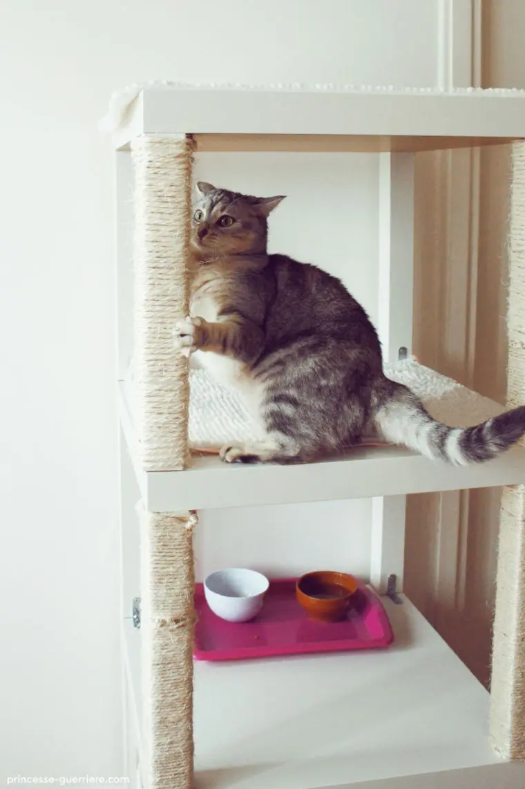 Turn bookshelf hotsell into cat tree