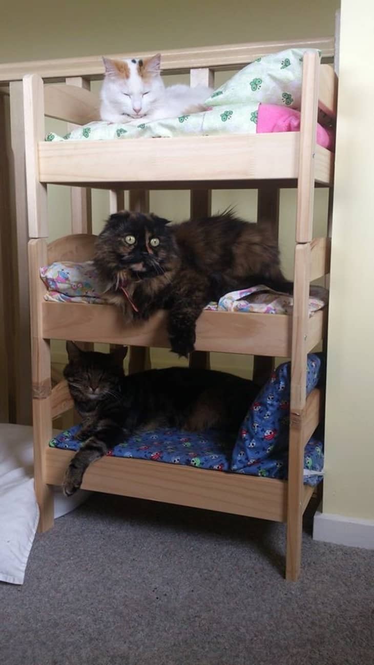 kitty bunk bed
