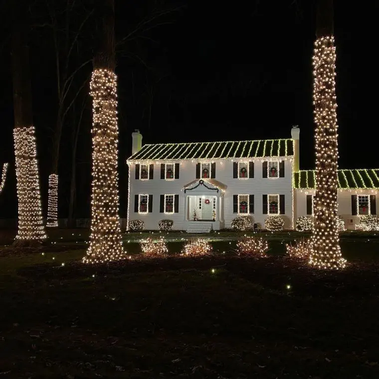 light-wrapped tree trunks