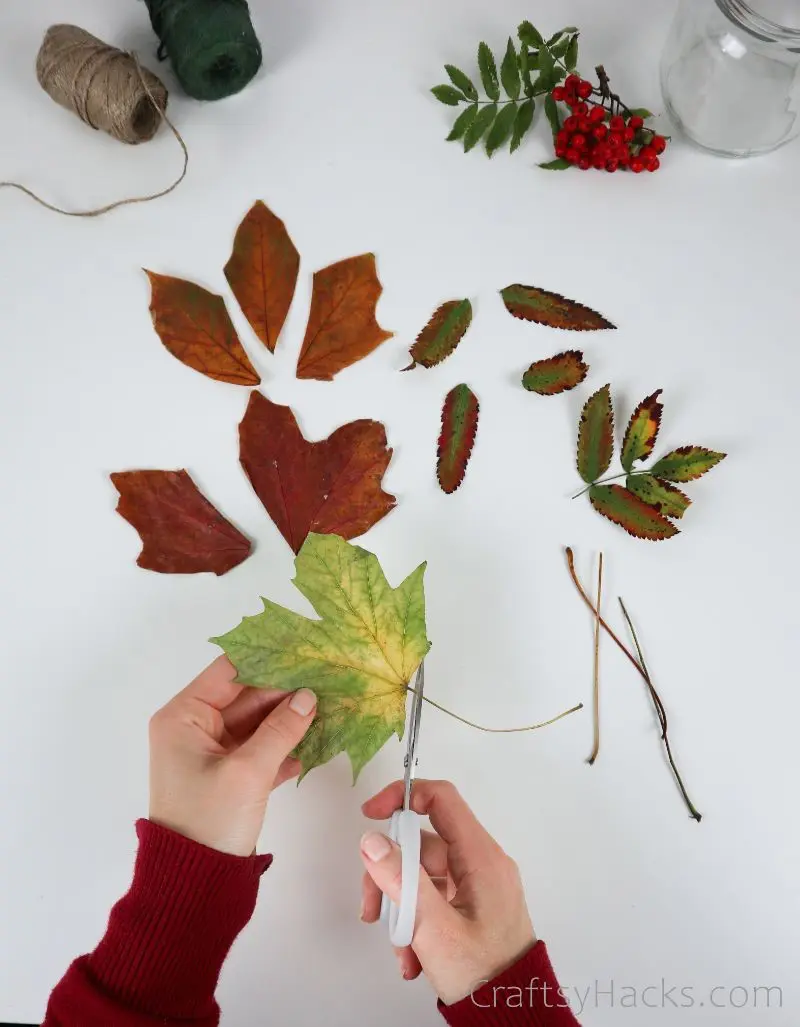 cutting stems from leaves