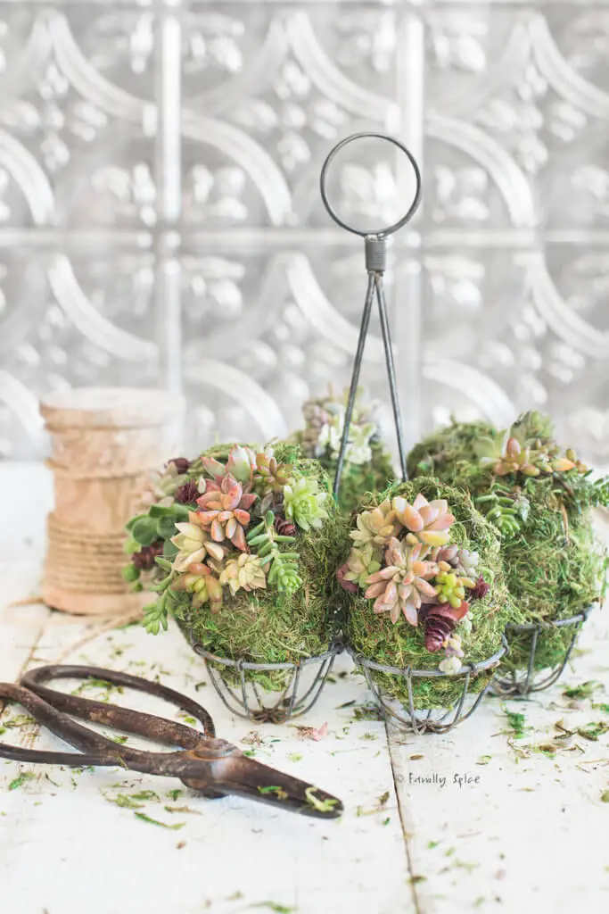 Moss-Covered Succulent Eggs