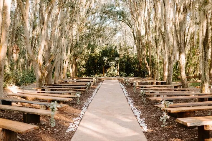 Canopy Of Trees