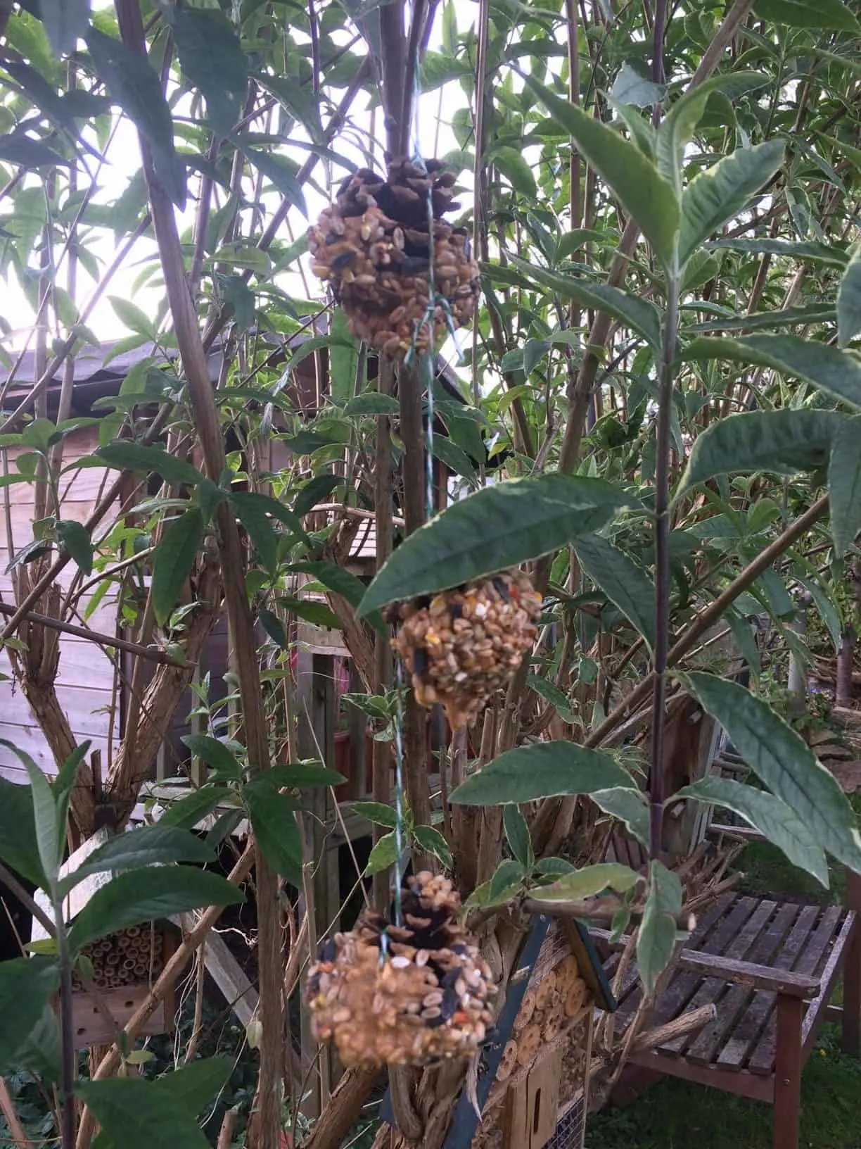 Pinecone Bird Feeder