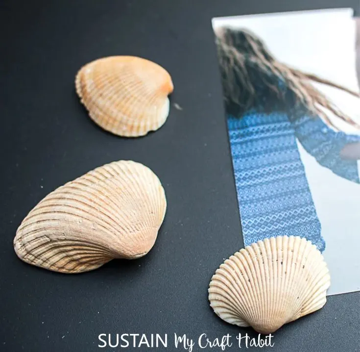 Seashell Magnet