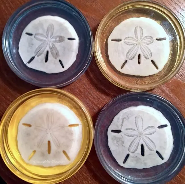 DIY Sand Dollar Resin Coasters