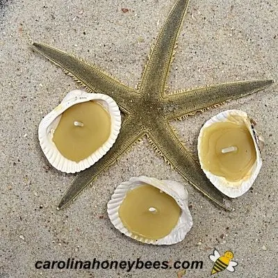 Seashell Candle With Beeswax