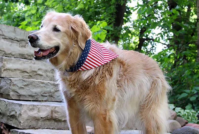 DIY Dog Bandana