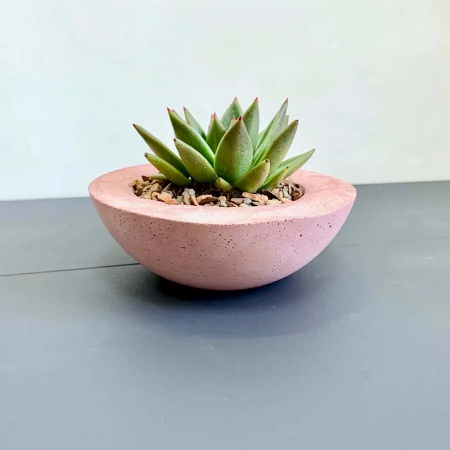 Pink Cement Planter