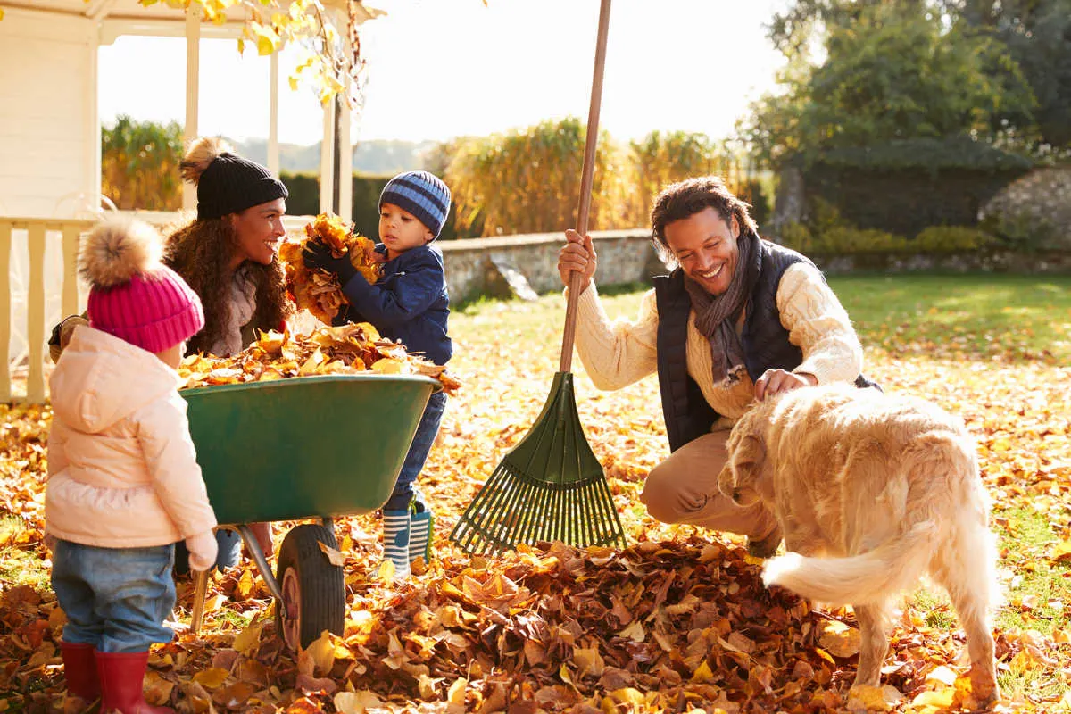 Collect Leaves for ArtWork