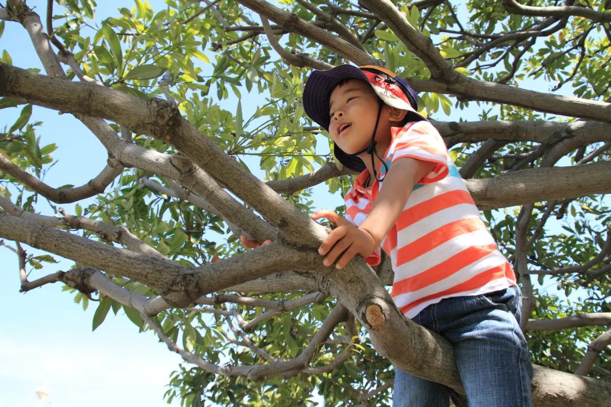 Climb a tree