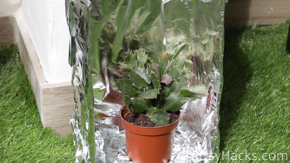 Create a Sun Box for Plants