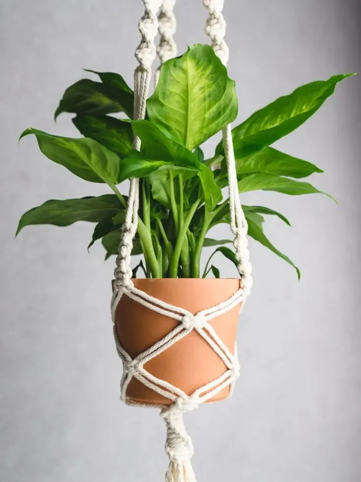 Macrame Plant Hanger