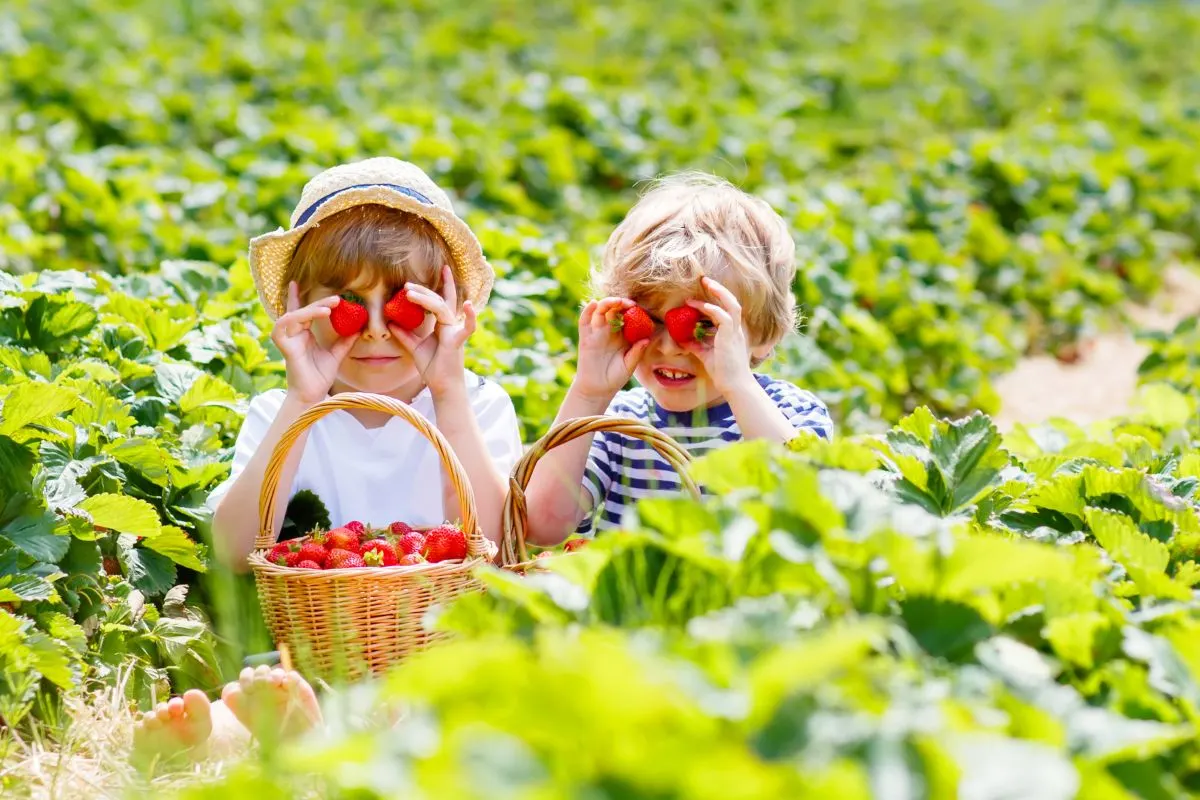 Pick berries