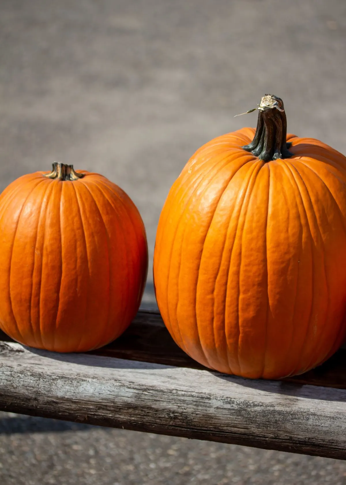 Pumpkin Toss