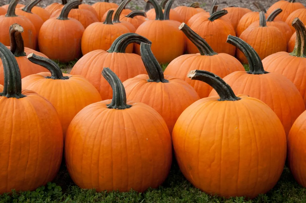 Pumpkin Bowling