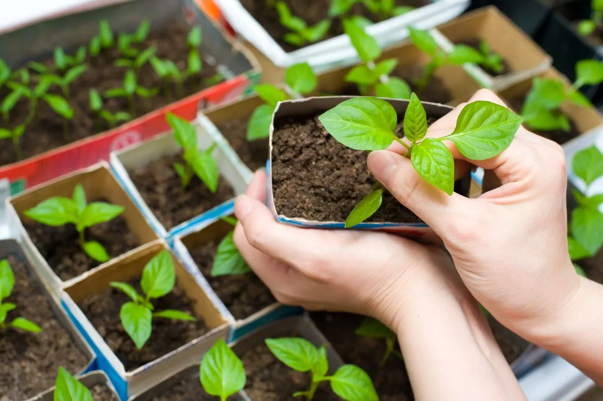 DIY Upcycled Toilet Paper Seedling pots