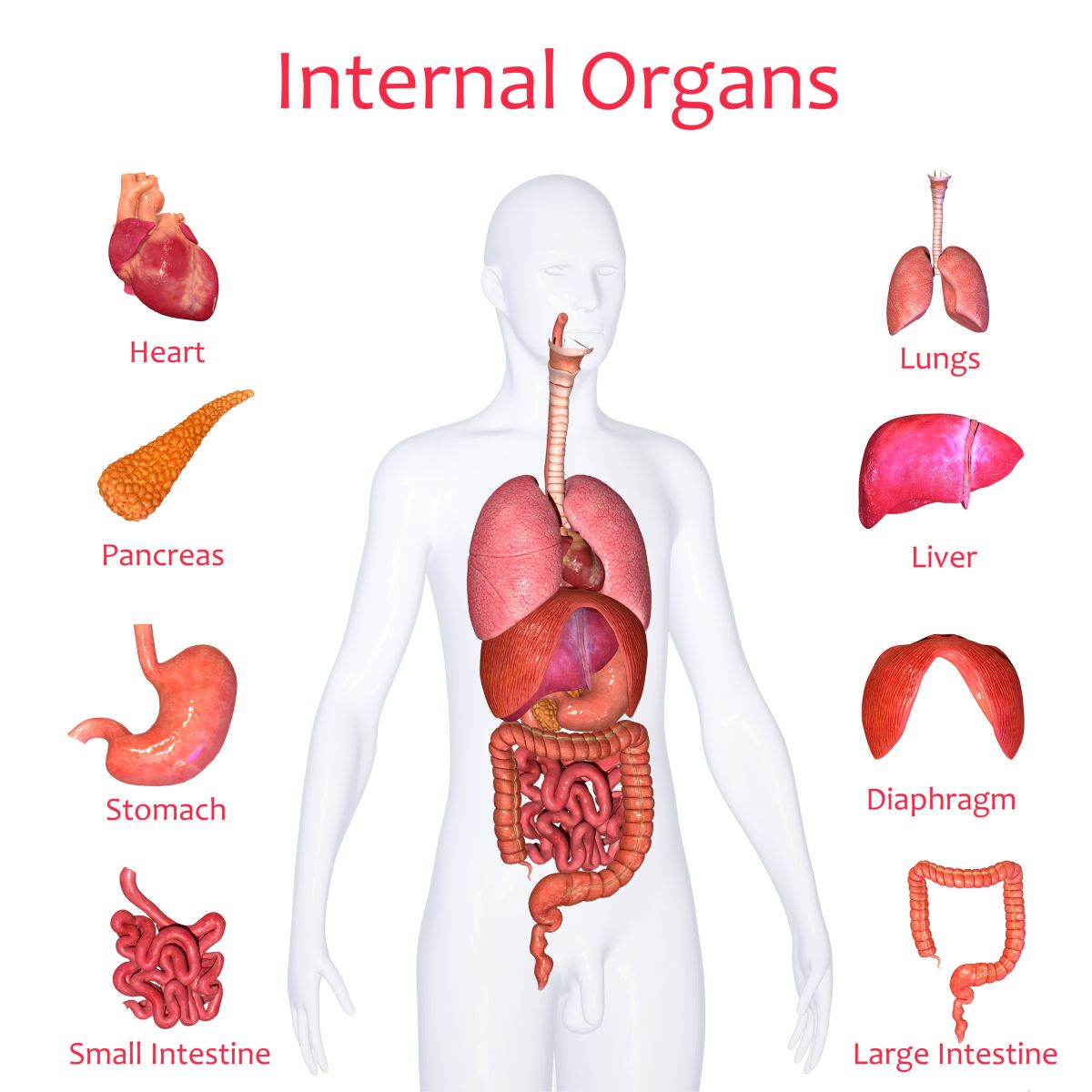 internal organs learning binder