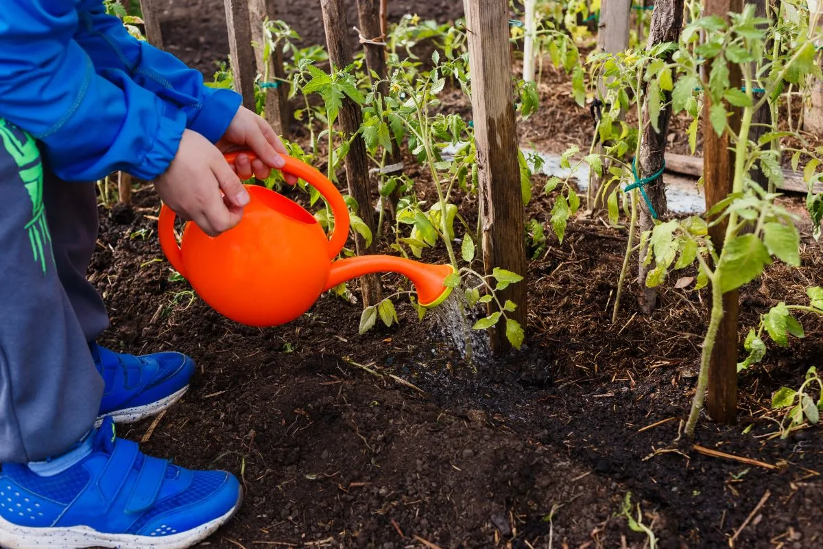 planting seeds