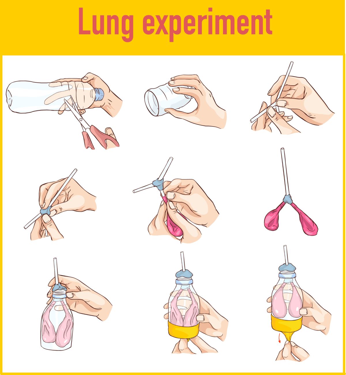 working lung model