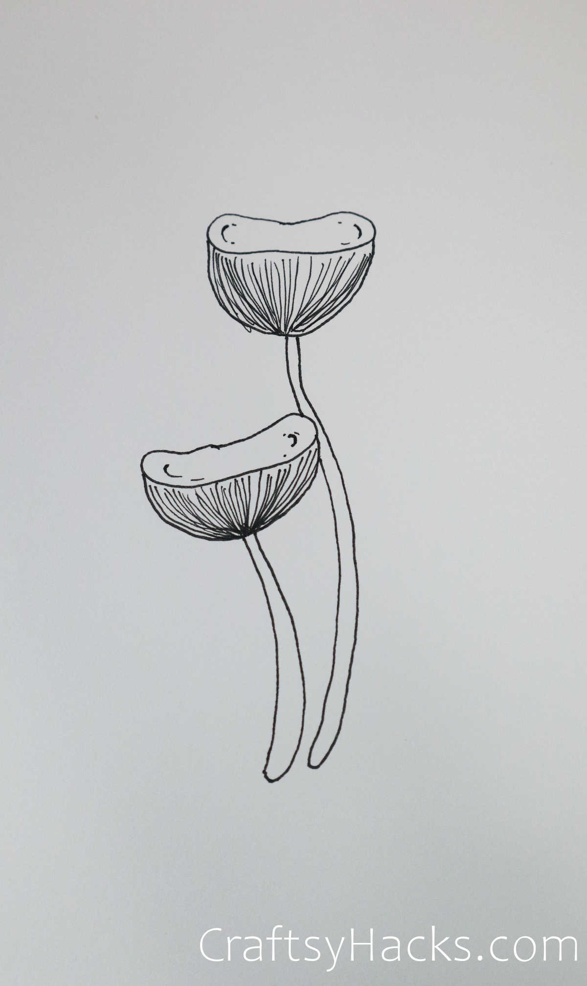 tall mushrooms drawing
