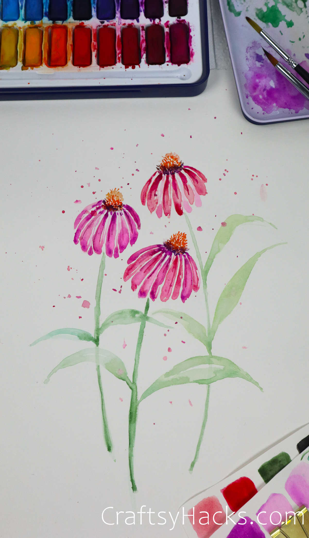 echinacea watercolor painting