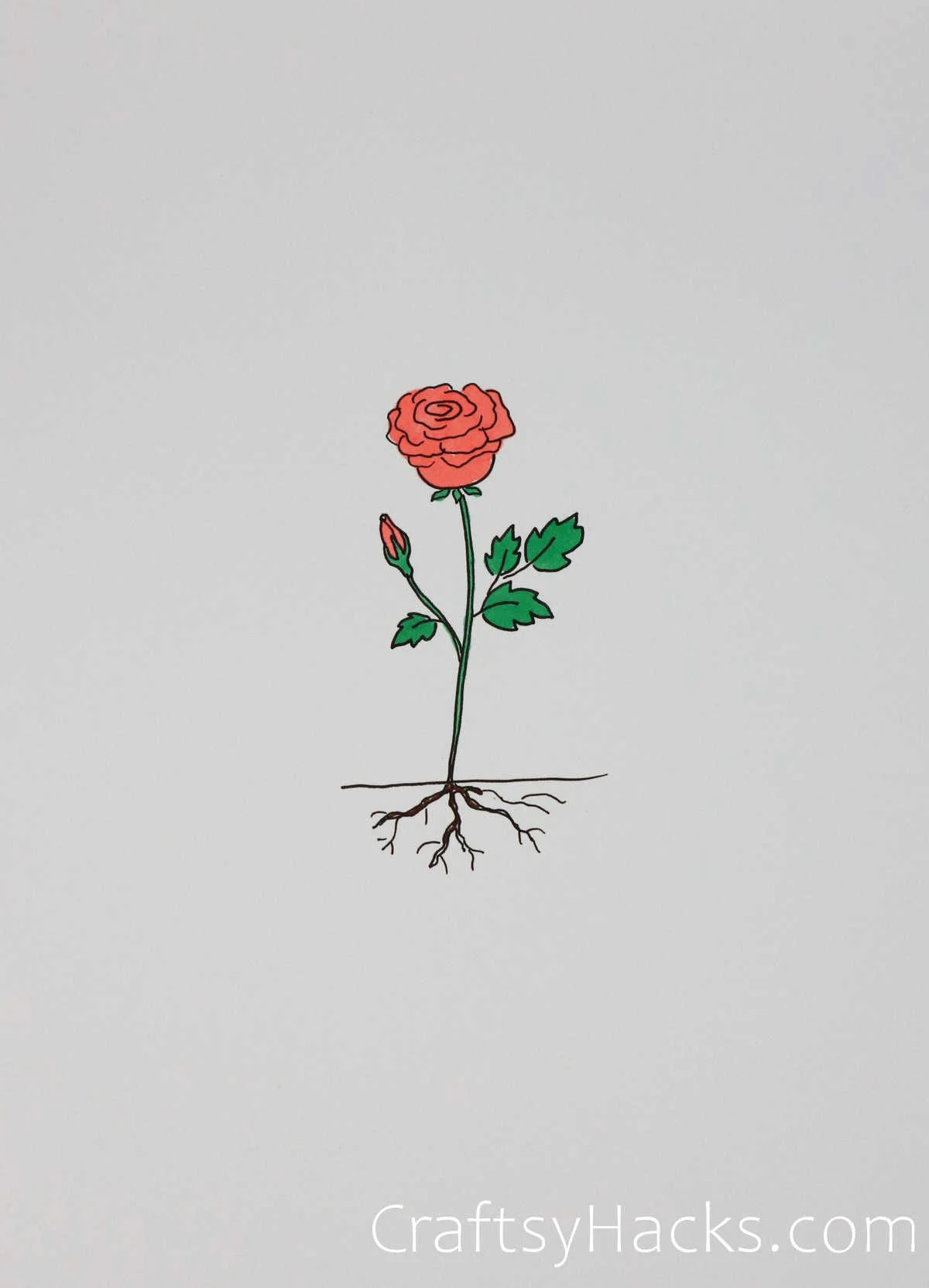rose with roots drawing