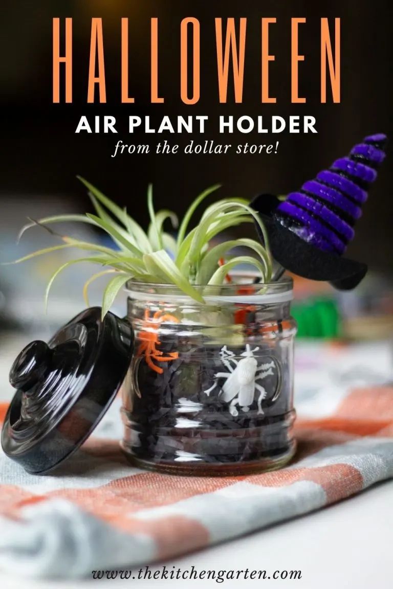 Halloween air plant holder