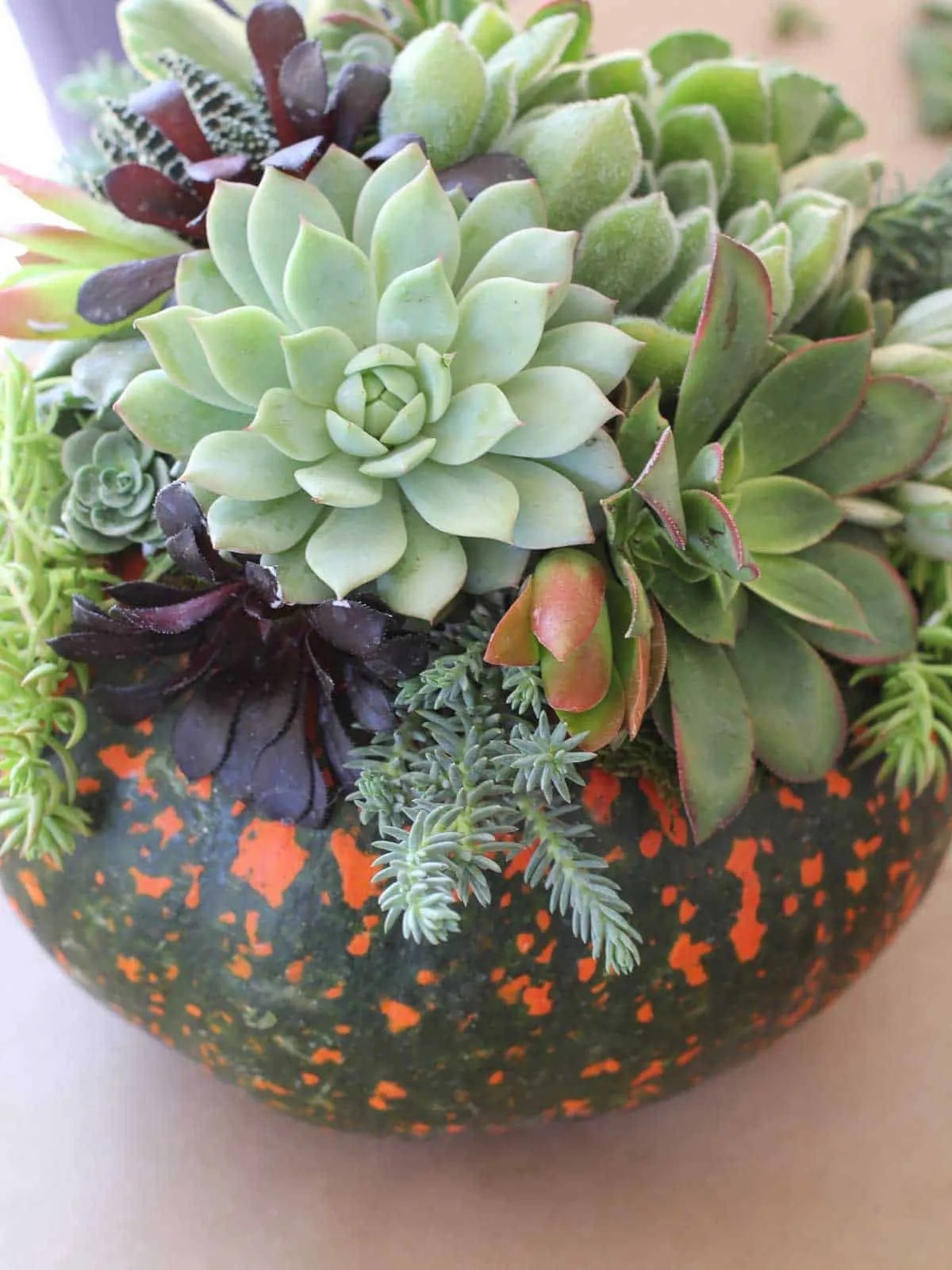 succulent pumpkin centerpiece