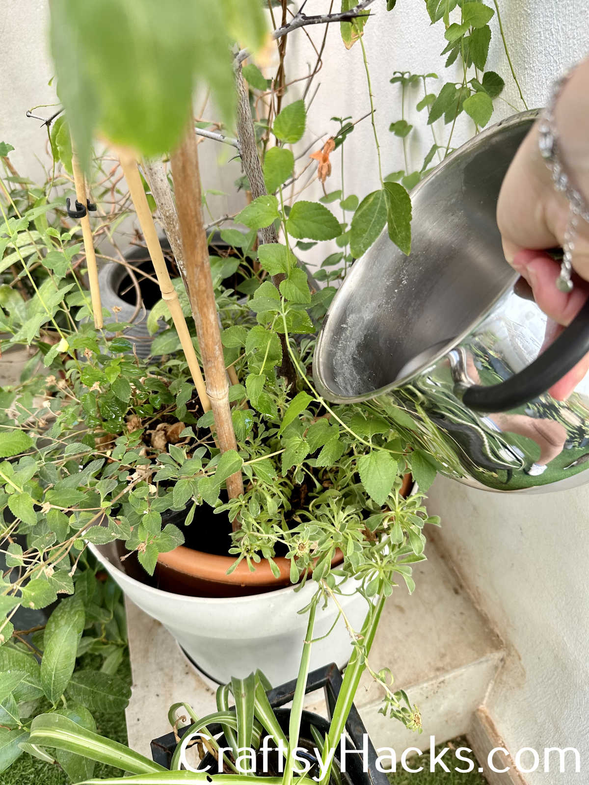 Use Cooking Water to Water Plants