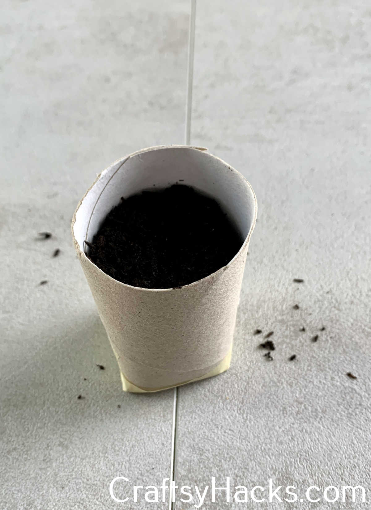toilet paper rolls to plant seedlings