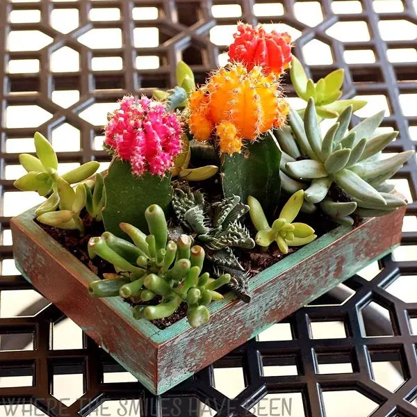 succulent planter