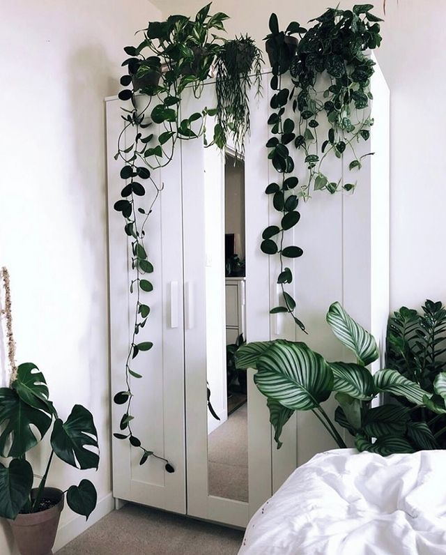 shelftop plants