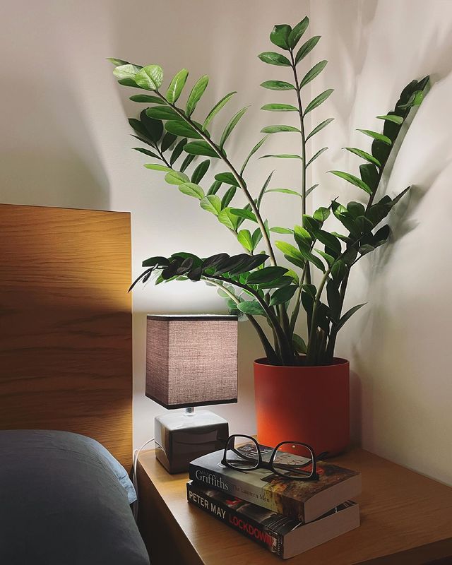 Tall Corner Table Top Plant