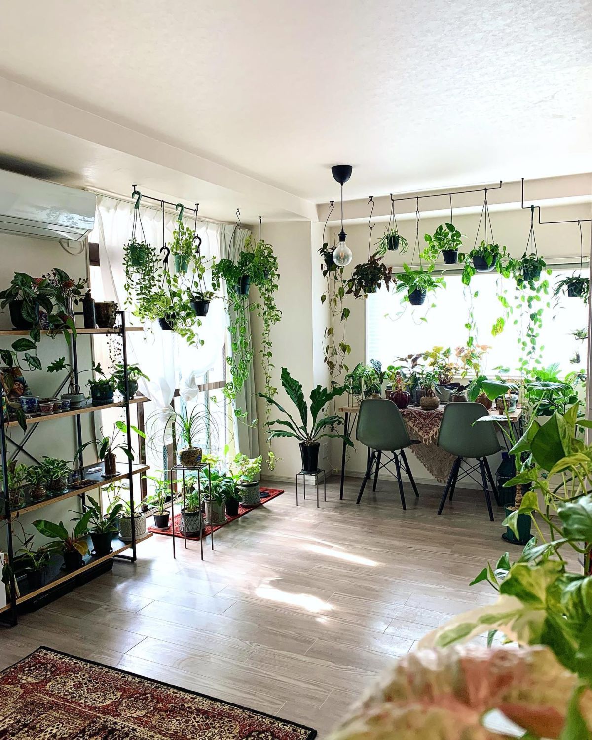 Hanging Plants