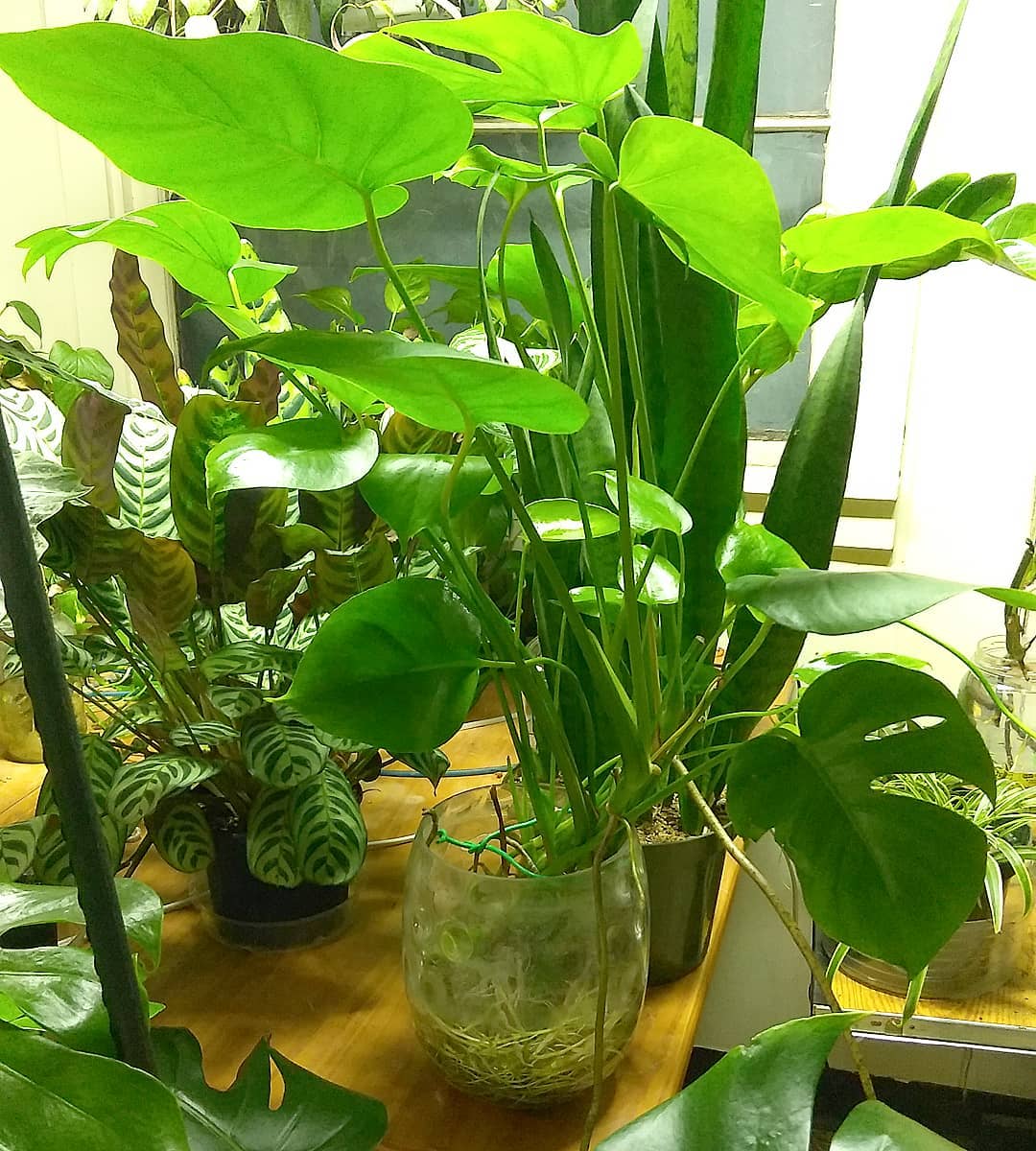 27. Dead Houseplants